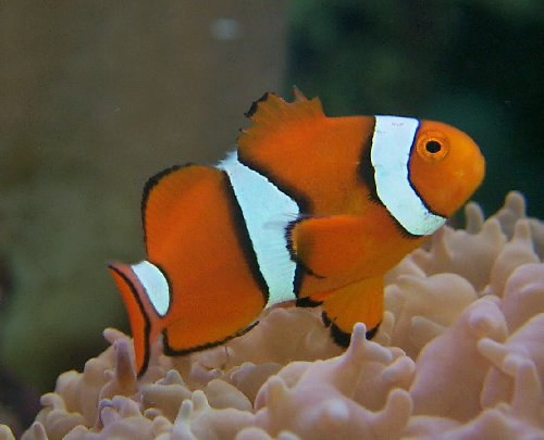 True Percula, Amphiprion percula